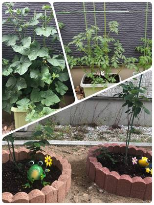 我が家の家庭菜園