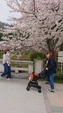 お花見！　新元号へ！