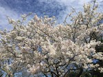 桜サク