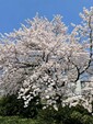 懐かしの。
